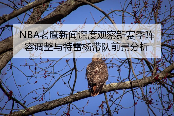 NBA老鹰新闻深度观察新赛季阵容调整与特雷杨带队前景分析